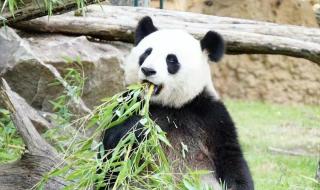 丫丫熊猫怎么回事